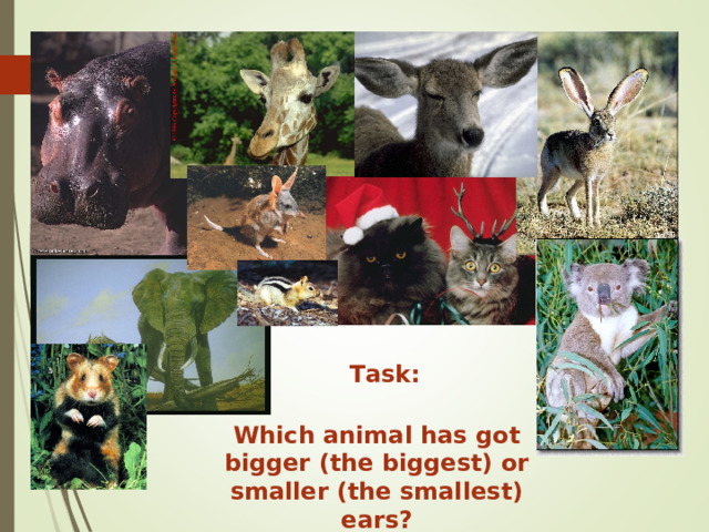 Task: Which animal has got bigger (the biggest) or smaller (the smallest) ears? 