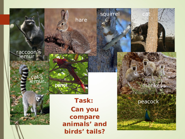 squirrel cat hare raccoon’s lemur cat’s lemur monkeys Task: peacock Can you compare animals’ and birds’ tails? 