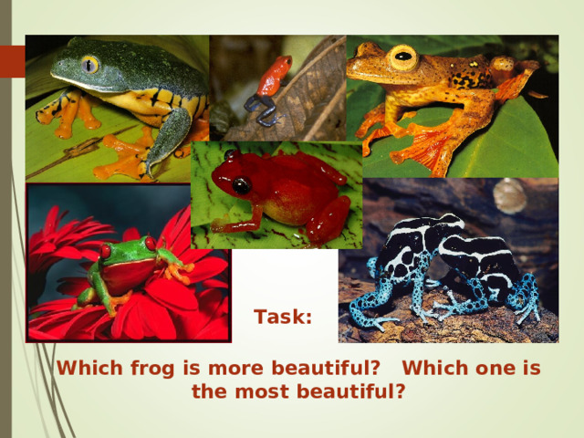 Task: Which frog is more beautiful? Which one is the most beautiful? 