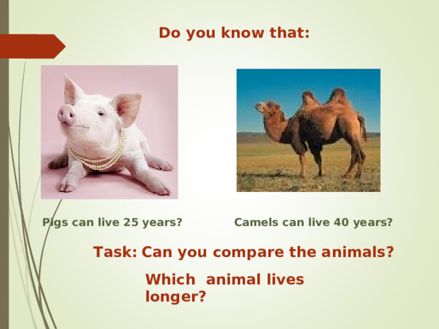 Do you know that: Pigs can live 25 years? Camels can live 40 years? Can you compare the animals? Task: Which animal lives longer? 