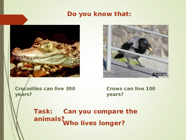 Do you know that: Crocodiles can live 300 years? Crows can live 100 years? Task: Can you compare the animals? Who lives longer? 