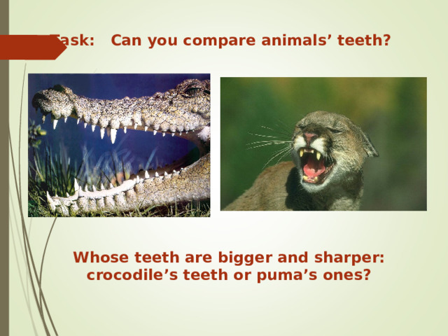 Task: Can you compare animals’ teeth? Whose teeth are bigger and sharper: crocodile’s teeth or puma’s ones? 