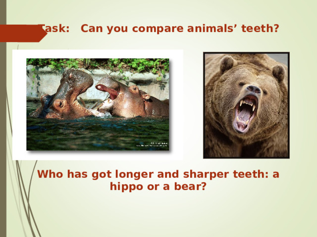 Task: Can you compare animals’ teeth? Who has got longer and sharper teeth: a hippo or a bear? 
