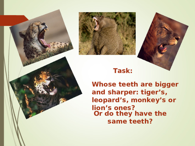 Task: Whose teeth are bigger and sharper: tiger’s, leopard’s, monkey’s or lion’s ones? Or do they have the same teeth? 
