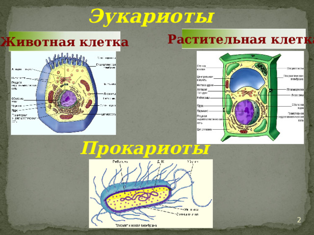 Эукариоты Растительная клетка Животная клетка Прокариоты 2 