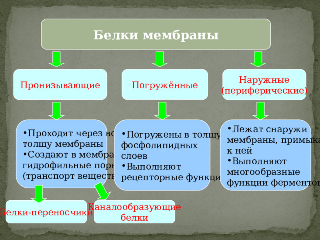 Белки мембраны Наружные (периферические) Погружённые Пронизывающие Проходят через всю Погружены в толщу Лежат снаружи мембраны, примыкая к ней толщу мембраны фосфолипидных слоев Выполняют Выполняют Создают в мембране многообразные функции ферментов рецепторные функции гидрофильные поры (транспорт веществ) Белки-переносчики Каналообразующие белки 10 