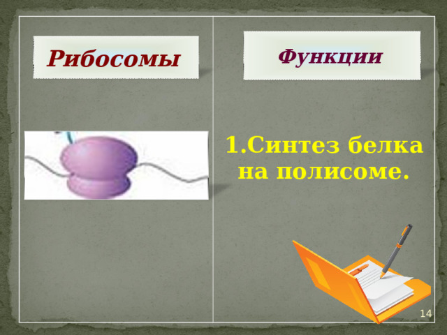   Синтез белка на полисоме.  Функции Рибосомы  13 