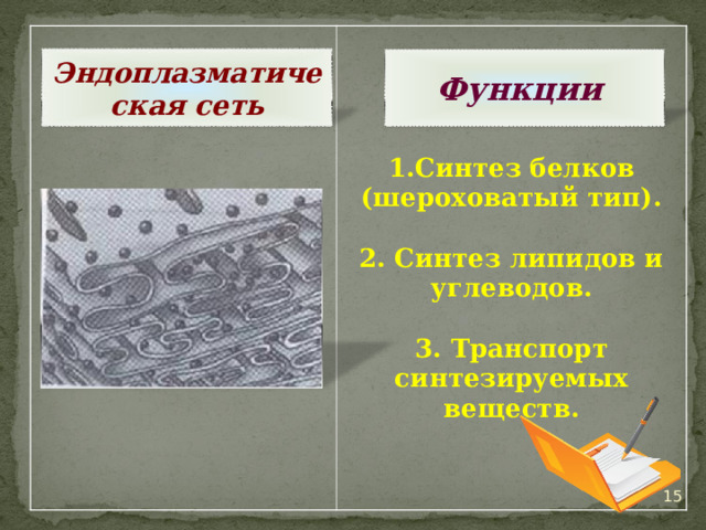 Синтез белков (шероховатый тип).  2. Синтез липидов и углеводов.  3. Транспорт синтезируемых веществ.  Функции Эндоплазматическая сеть 14 