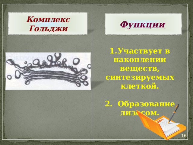  Участвует в накоплении веществ, синтезируемых клеткой.  2. Образование лизосом.   Комплекс Гольджи Функции 15 