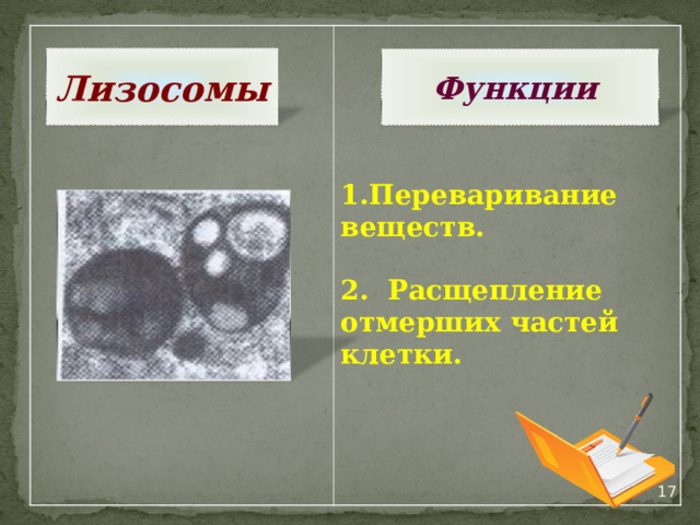  Переваривание веществ.  2. Расщепление отмерших частей клетки.   Функции Лизосомы 16 