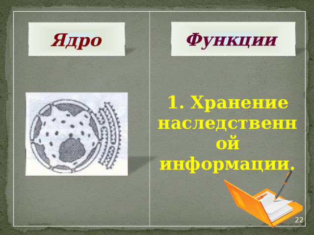   1. Хранение наследственной информации.  Функции Ядро  20 