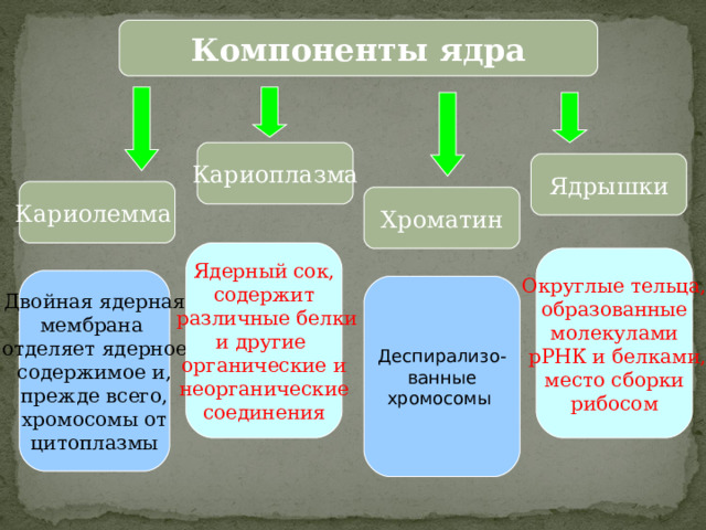 Компоненты ядра Кариоплазма Ядрышки Кариолемма Хроматин Ядерный сок, содержит  различные белки и другие органические и неорганические соединения Округлые тельца, образованные молекулами  рРНК и белками, место сборки рибосом Двойная ядерная мембрана отделяет ядерное содержимое и, прежде всего, хромосомы от цитоплазмы Деспирализо- ванные хромосомы 23 