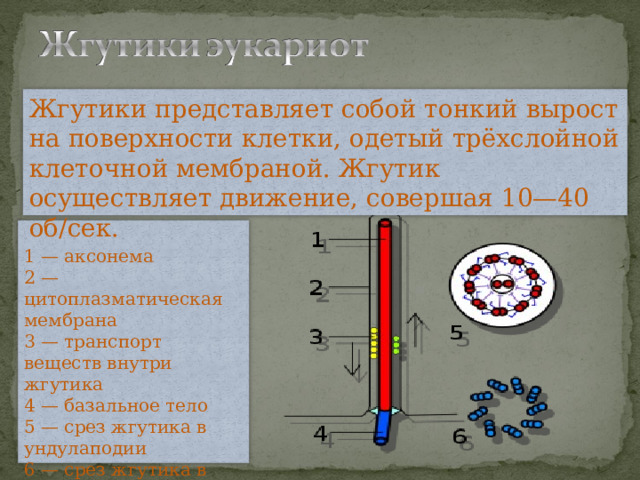 Жгутики представляет собой тонкий вырост на поверхности клетки, одетый трёхслойной клеточной мембраной. Жгутик осуществляет движение, совершая 10—40 об/сек.  1 — аксонема  2 — цитоплазматическая мембрана  3 — транспорт веществ внутри жгутика  4 — базальное тело  5 — срез жгутика в ундулаподии  6 — срез жгутика в кинетосоме 