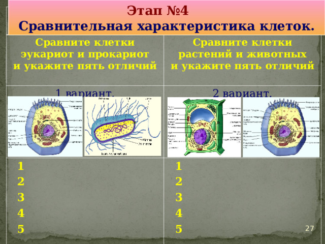 Этап №4 Сравнительная характеристика клеток. Сравните клетки эукариот и прокариот и укажите пять отличий  Сравните клетки растений и животных и укажите пять отличий  1 вариант. 2 вариант. 1 2 3 4 5 1 2 3 4 5 25 