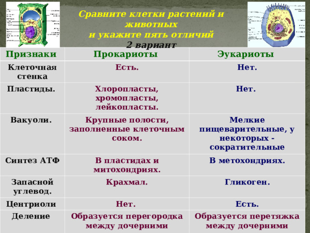 Сравните клетки растений и животных и укажите пять отличий 2 вариант  Признаки Прокариоты Клеточная стенка Эукариоты Есть.  Пластиды. Нет. Хлоропласты, хромопласты, лейкопласты. Вакуоли. Синтез АТФ Крупные полости, заполненные клеточным соком. Нет. Мелкие пищеварительные, у некоторых -сократительные В пластидах и митохондриях. Запасной углевод. В метохондриях. Крахмал. Центриоли Гликоген. Нет. Деление Есть. Образуется перегородка между дочерними клетками. Образуется перетяжка между дочерними клетками.   