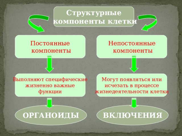 Структурные  компоненты клетки Постоянные  компоненты Непостоянные  компоненты Выполняют специфические жизненно важные функции Могут появляться или исчезать в процессе жизнедеятельности клетки ОРГАНОИДЫ ВКЛЮЧЕНИЯ 2 