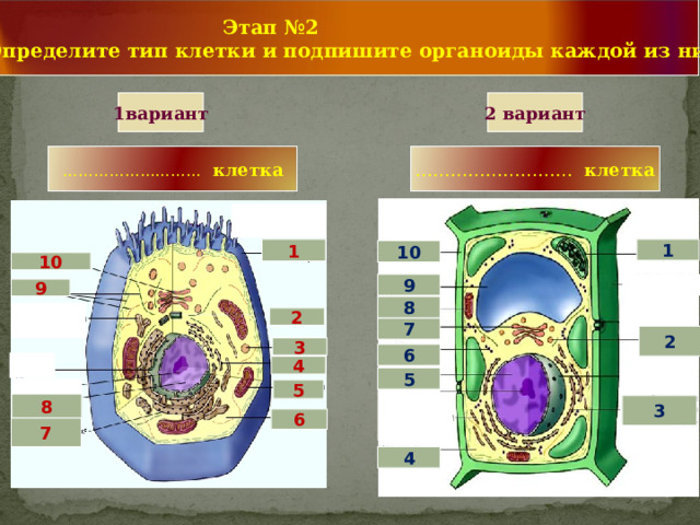  Этап №2  Определите тип клетки и подпишите органоиды каждой из них. 2 вариант 1вариант ………………………  клетка ………………………  клетка  1 1 10 10 1 9 9 8  2 1 7 2 3 6  4 1 5  5 1 8 3 6 1 7 4 6 