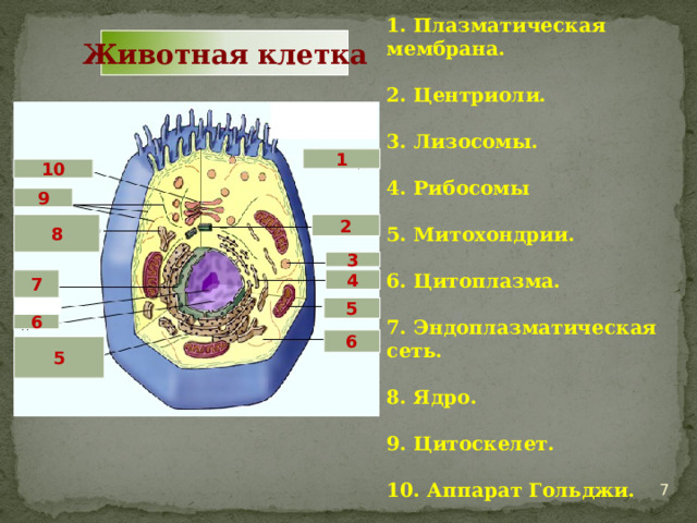 Животная клетка  1 10 9 8 2 1. Плазматическая мембрана.  2. Центриоли.  3. Лизосомы.  4. Рибосомы  5. Митохондрии.  6. Цитоплазма.  7. Эндоплазматическая сеть.  8. Ядро.  9. Цитоскелет.  10. Аппарат Гольджи. 3 4 7 5  6 6 5 6 