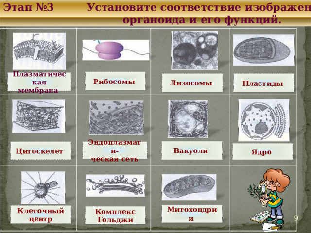 Этап №3 Установите соответствие изображения  органоида и его функций. Рибосомы  Плазматическая мембрана Пластиды  Лизосомы Вакуоли Эндоплазмати- ческая сеть Цитоскелет Ядро  9 Митохондрии  Клеточный центр Комплекс Гольджи 9 