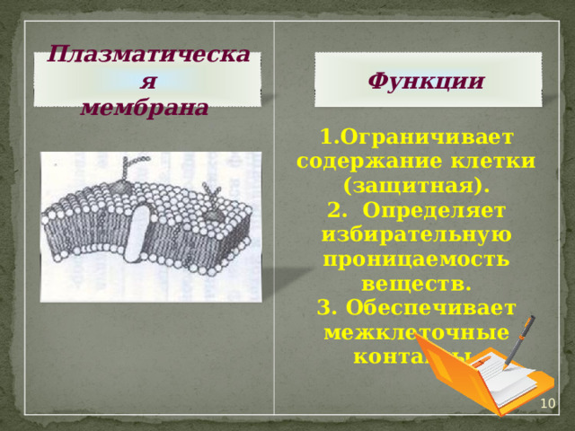 Ограничивает содержание клетки (защитная). 2. Определяет избирательную проницаемость веществ. 3. Обеспечивает межклеточные контакты.  Плазматическая мембрана Функции  