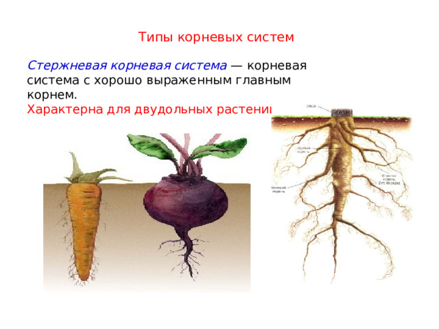 Типы корневых систем Стержневая корневая система — корневая система с хорошо выраженным главным корнем. Характерна для двудольных растений.  