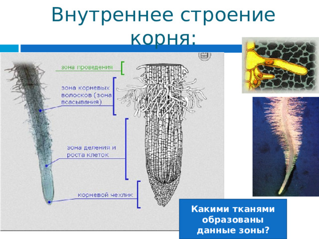 Внутреннее строение корня: Какими тканями образованы данные зоны? 