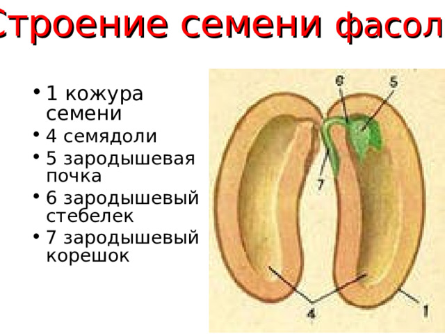 Строение семени фасоли       1 кожура семени 4 семядоли 5 зародышевая почка 6 зародышевый стебелек 7 зародышевый корешок 