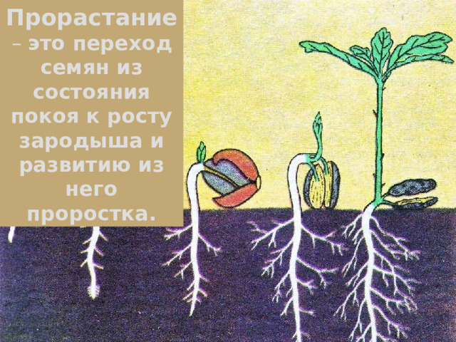 Прорастание – это переход семян из состояния покоя к росту зародыша и развитию из него проростка. 