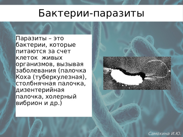 Бактерии-паразиты Паразиты – это бактерии, которые питаются за счет клеток живых организмов, вызывая заболевания (палочка Коха (туберкулезная), столбнячная палочка, дизентерийная палочка, холерный вибрион и др.) Самохина И.Ю. 