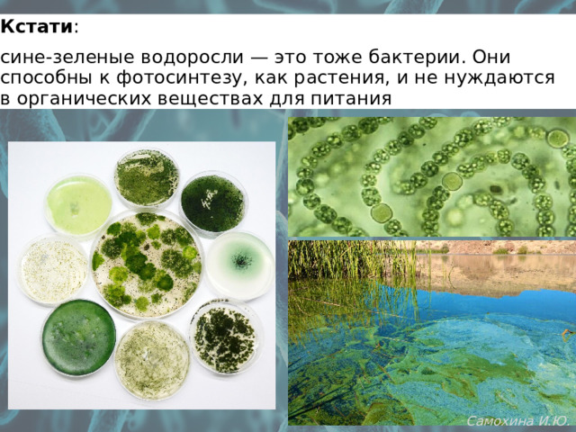 Кстати : сине-зеленые водоросли — это тоже бактерии. Они способны к фотосинтезу, как растения, и не нуждаются в органических веществах для питания Самохина И.Ю. 