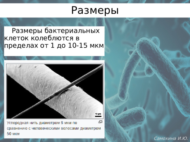 Размеры  Размеры бактериальных клеток колеблются в пределах от 1 до 10-15 мкм Самохина И.Ю. 