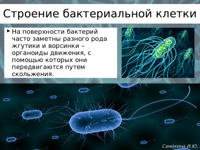 Строение бактериальной клетки На поверхности бактерий часто заметны разного рода жгутики и ворсинки – органоиды движения, с помощью которых они передвигаются путем скольжения. Самохина И.Ю. 