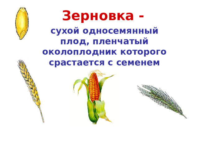 Зерновка - сухой односемянный плод, пленчатый околоплодник которого срастается с семенем Пшеница Кукуруза Рожь 
