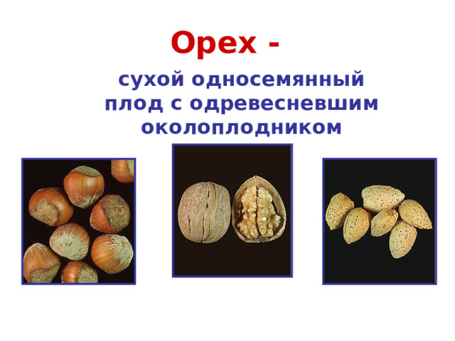 Орех - сухой односемянный плод с одревесневшим околоп лодником Фундук Грецкий орех Миндаль 
