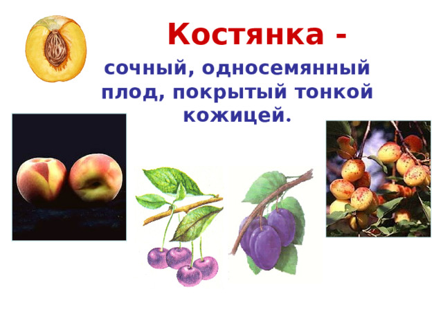 Костянка - сочный, односемянный плод, покрытый тонкой кожицей . Абрикос Персик Вишня Слива 