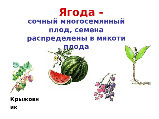 Ягода - сочный многосемянный плод, семена распределены в мякоти плода Арбуз Ландыш Крыжовник  Смородина 