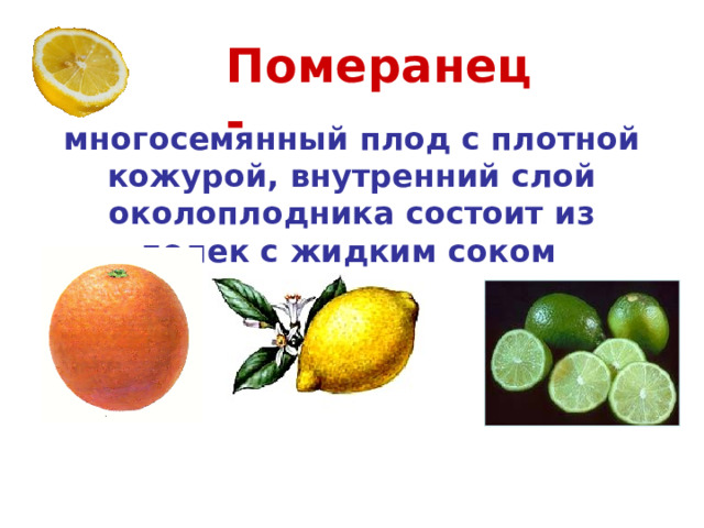 Померанец - многосемянный плод с плотной кожурой, внутренний слой околоплодника состоит из долек с жидким соком  Лимон Лайм Апельсин 