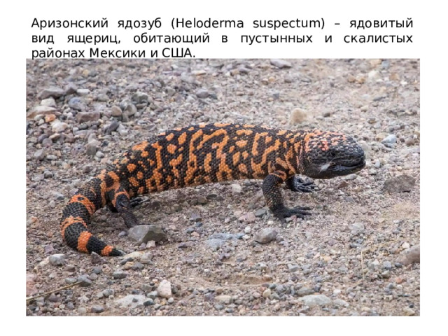 Аризонский ядозуб (Heloderma suspectum) – ядовитый вид ящериц, обитающий в пустынных и скалистых районах Мексики и США. 