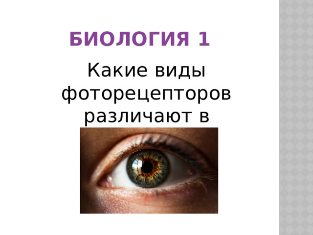 Биология 1 Какие виды фоторецепторов различают в глазах ? 