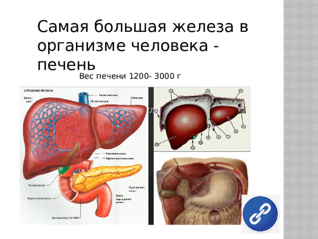 Самая большая железа в организме человека - печень Вес печени 1200- 3000 г 