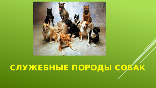 Служебные породы собак 