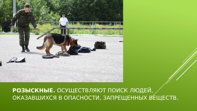 Розыскные.  Осуществляют поиск людей, оказавшихся в опасности, запрещенных веществ . 