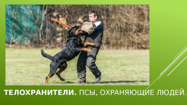   Телохранители.  Псы, охраняющие людей. 