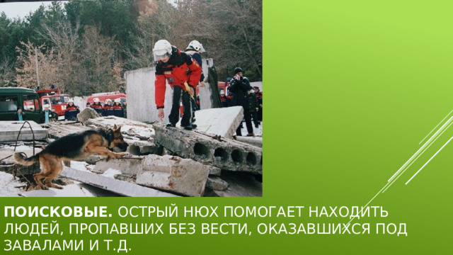 Поисковые.  Острый нюх помогает находить людей, пропавших без вести, оказавшихся под завалами и т.д. 