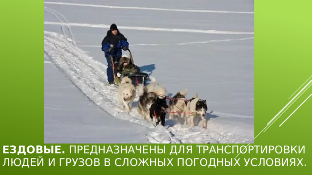 Ездовые.  Предназначены для транспортировки людей и грузов в сложных погодных условиях. 