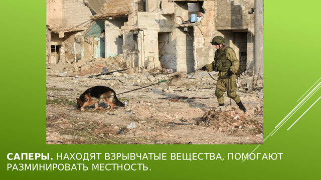 Саперы.  Находят взрывчатые вещества, помогают разминировать местность. 