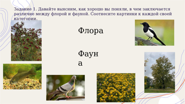 Задание 1. Давайте выясним, как хорошо вы поняли, в чем заключается различие между флорой и фауной. Соотнесите картинки к каждой своей категории.    Флора Фауна 