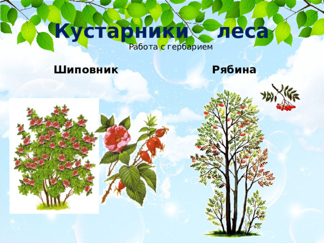 Кустарники леса Работа с гербарием Шиповник Рябина 