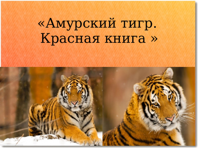  «Амурский тигр.  Красная книга »    
