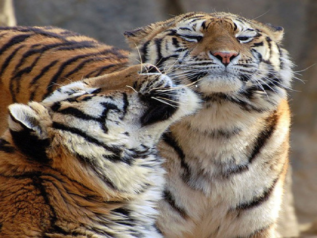 ОБРАЗ ЖИЗНИ  Амурский тигр-властелин огромных территорий, площадь которых у самки состовляет 300-500км2, а у самцов 600-800км2. Если на территория корма достаточно то тигр не покидает своё место. При недостатке корма тигр покидает свою территорию и нападает на домашний скот. Амурский тигр активен ночью. Самцы ведут одиночную жизнь, самки же нередко встречаются в группах. Тигры приветствуют друг друга особыми звуками, образующимися при энергичном выдыхании воздуха через нос и рот. Знаками выражения дружелюбия также являются прикосновения головами(мордами) 